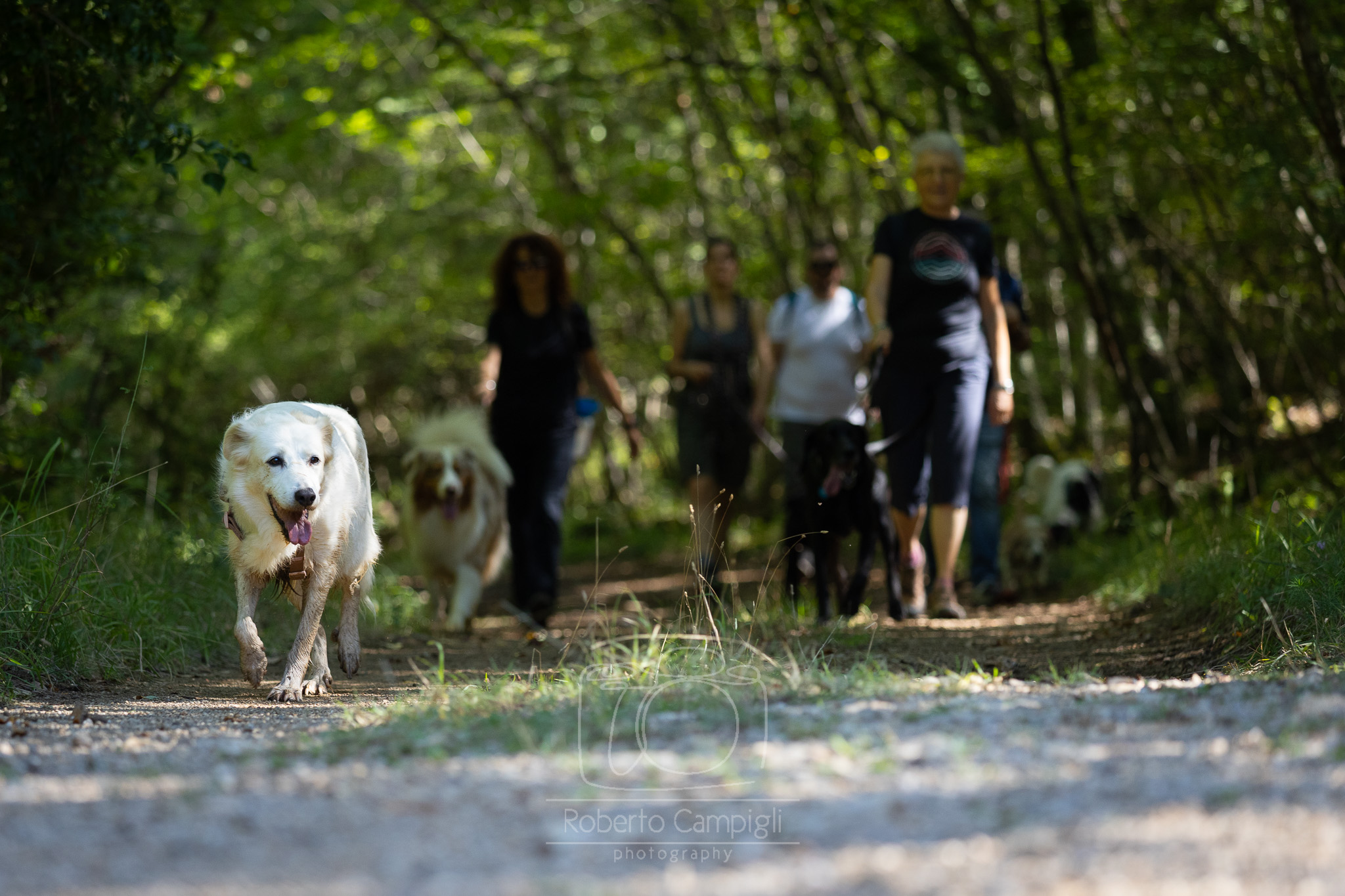 Cani e persone durante una passeggiata