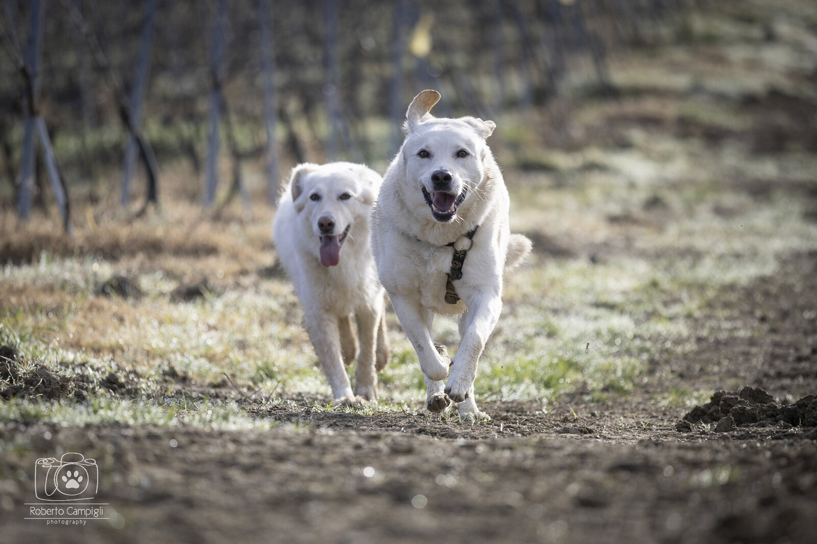 Due cani chiari corrono insieme verso l’obiettivo