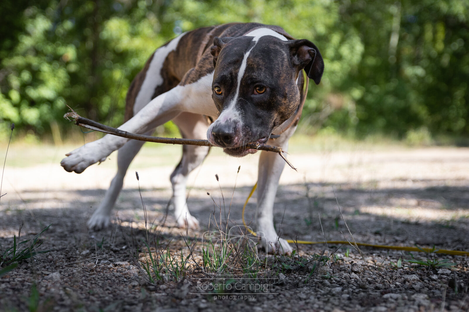 Un cane gioca con un ramo