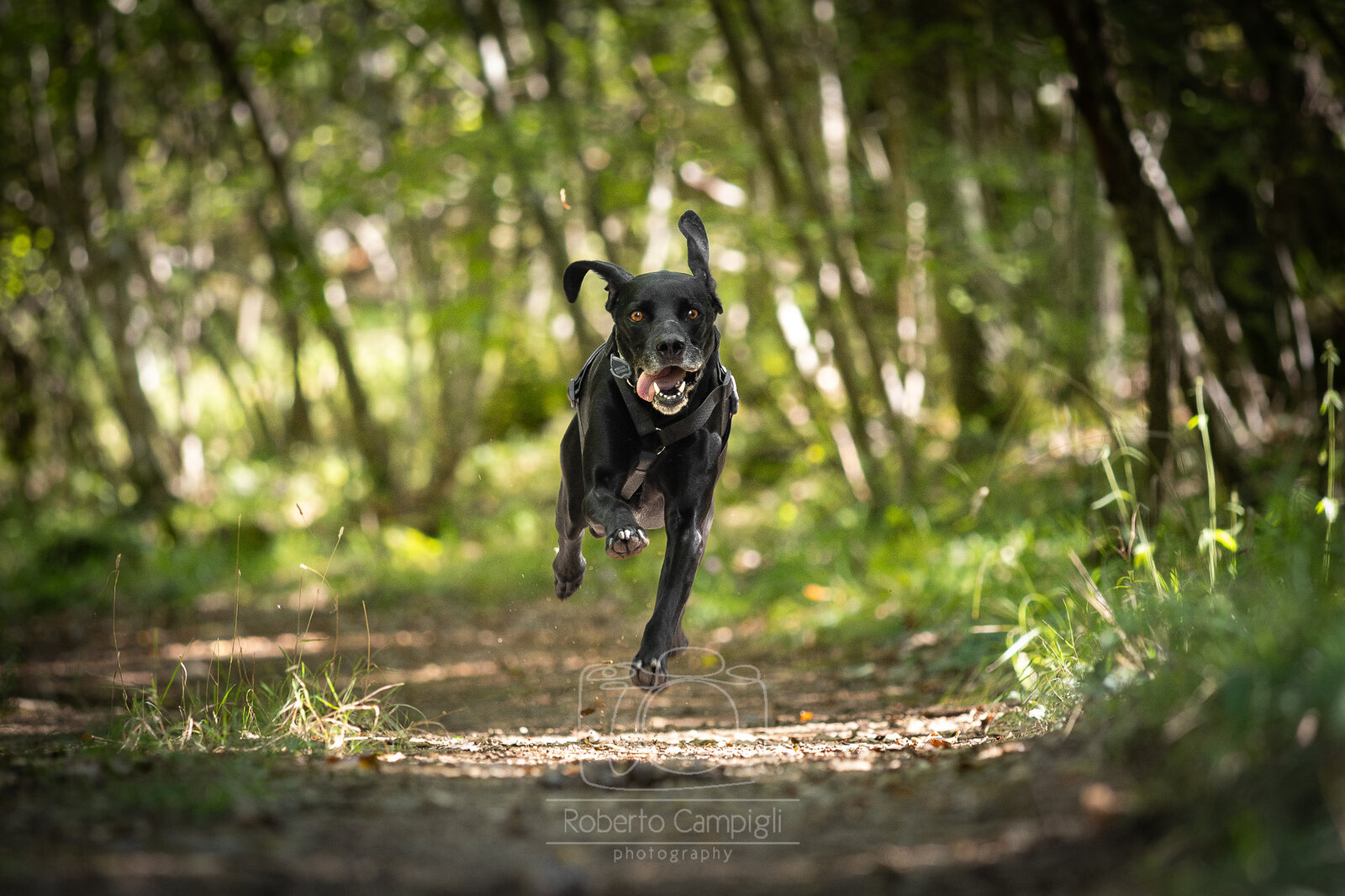 Un cane nero corre libero su un sentiero nel bosco